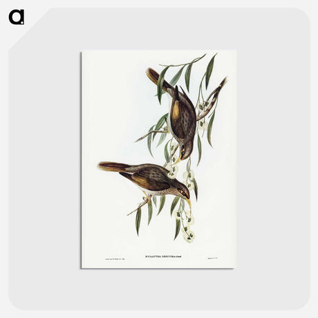 アートポストカード-Sombre Honey-eater
 - オーストラリアの鳥 Postcard.