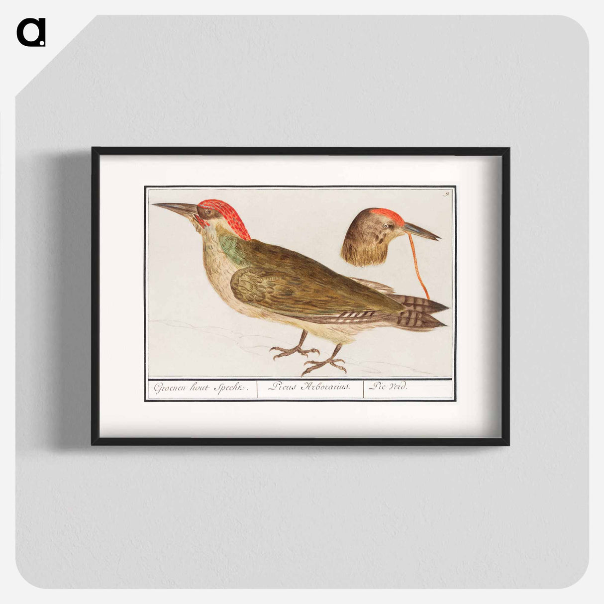 The European green woodpecker - アンセルムス ボエティウス デ ブート Poster.