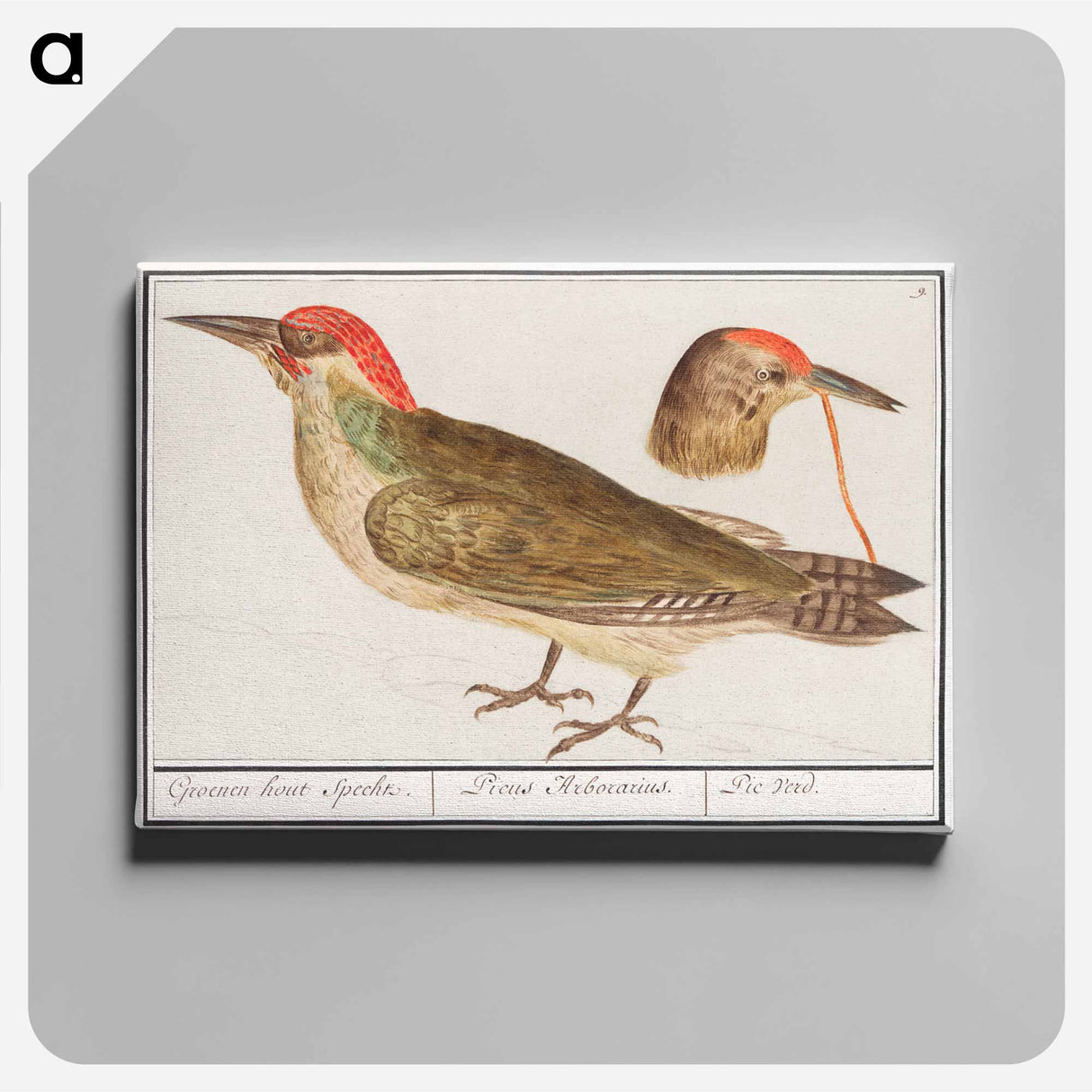 The European green woodpecker - アンセルムス ボエティウス デ ブート Canvas.