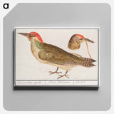 The European green woodpecker - アンセルムス ボエティウス デ ブート Canvas.