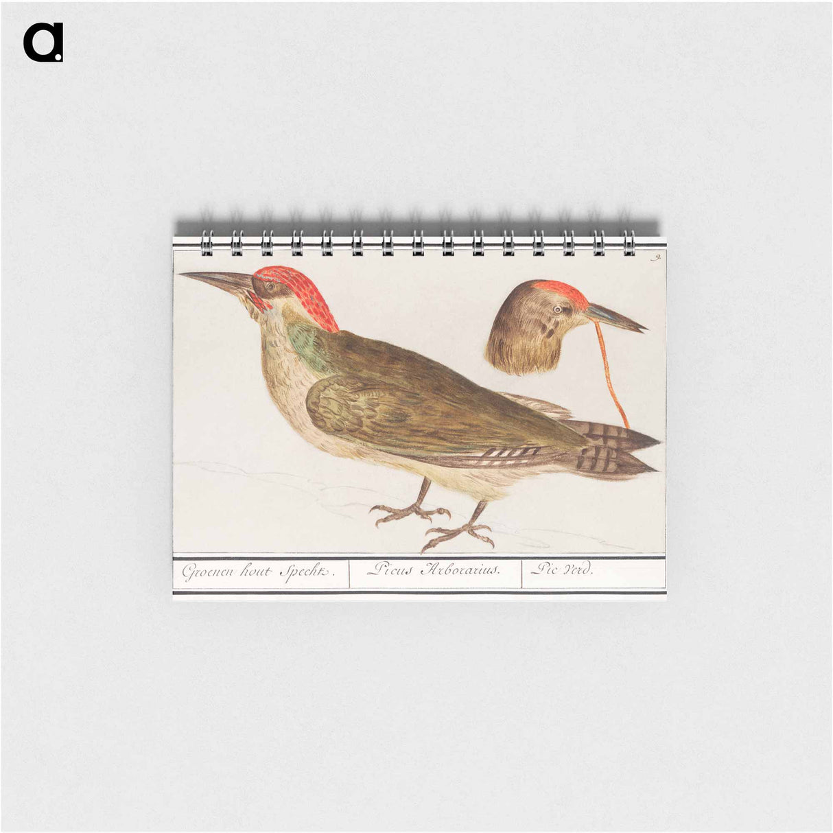 The European green woodpecker - アンセルムス ボエティウス デ ブート Memo.