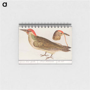 アートメモ帳-The European green woodpecker - アンセルムス ボエティウス デ ブート Memo.