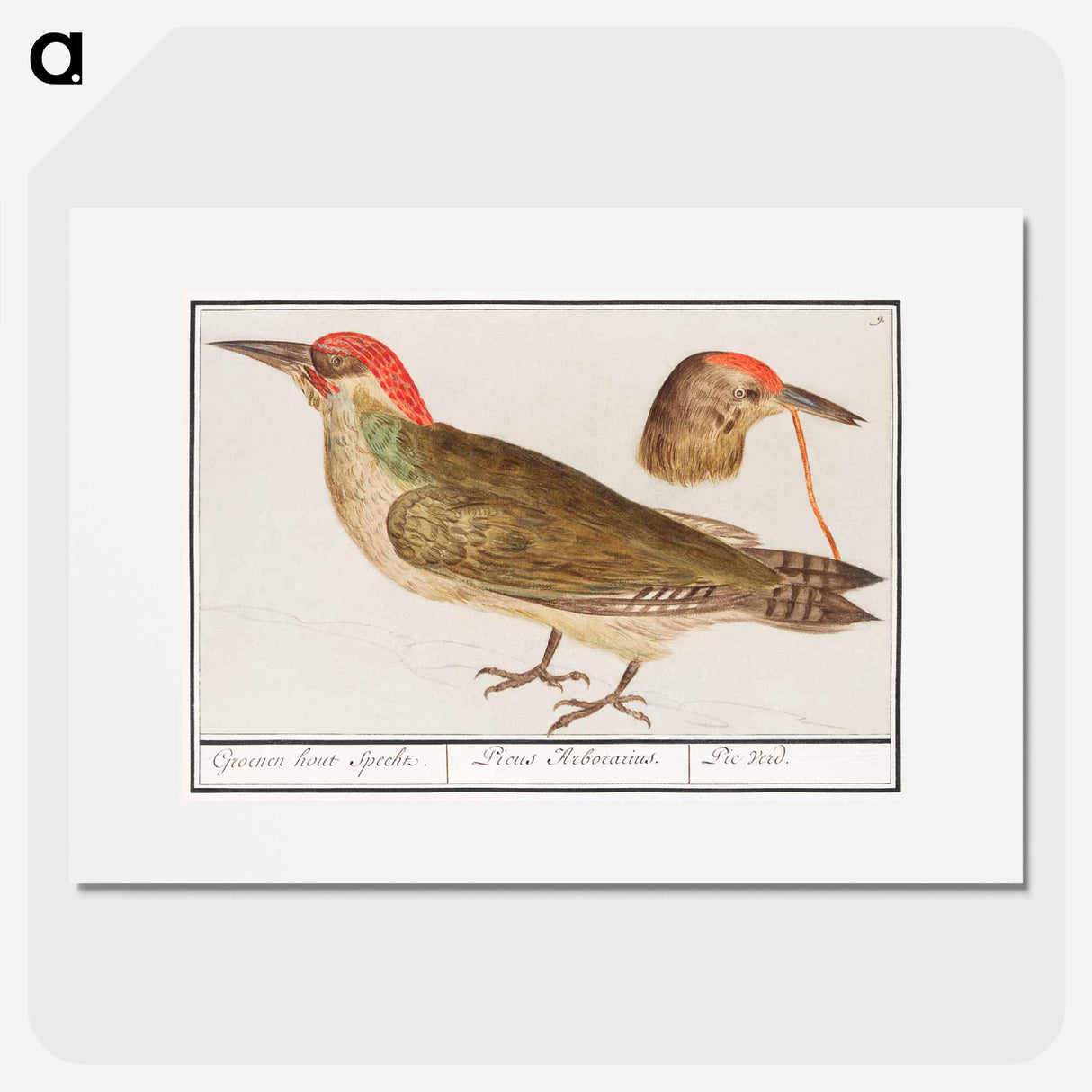 The European green woodpecker - アンセルムス ボエティウス デ ブート Poster.