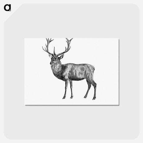 アートポストカード-Red Deer
 - 大英図書館 Postcard.