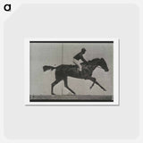 アートポストカード-Galloping Horse and Rider
 - エドワード マイブリッジ Postcard.