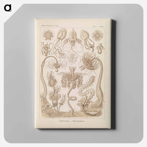 Marine life illustration - エルンスト ヘッケル Canvas.