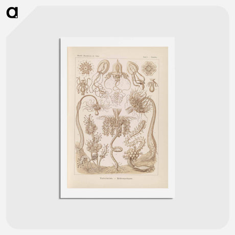 アートポストカード-Marine life illustration - エルンスト ヘッケル Postcard.