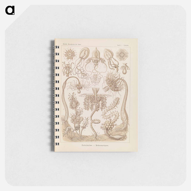 アートメモ帳-Marine life illustration - エルンスト ヘッケル Memo.