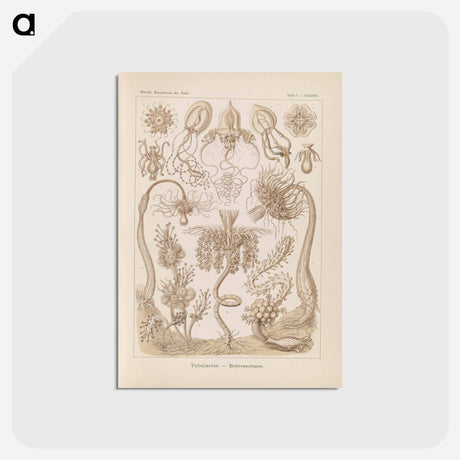 アートポストカード-Marine life illustration - エルンスト ヘッケル Postcard.