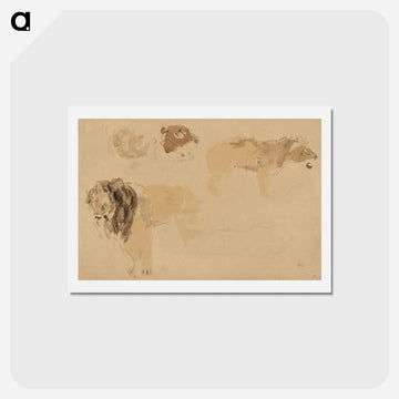 Study of lions - ウジェーヌ ドラクロワ Postcard.