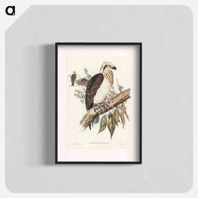 アートポスター-White-headed Osprey
 - ジョン グールド Poster.
