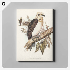 アートパネル-White-headed Osprey
 - ジョン グールド Canvas.