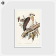 アートポストカード-White-headed Osprey
 - ジョン グールド Postcard.