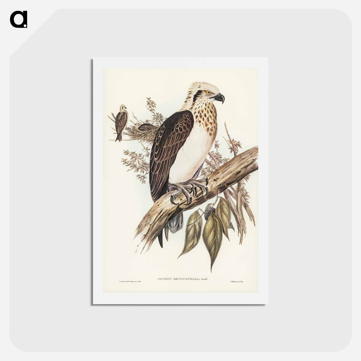 アートポストカード-White-headed Osprey
 - ジョン グールド Postcard.