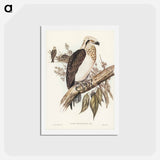 アートポストカード-White-headed Osprey
 - ジョン グールド Postcard.