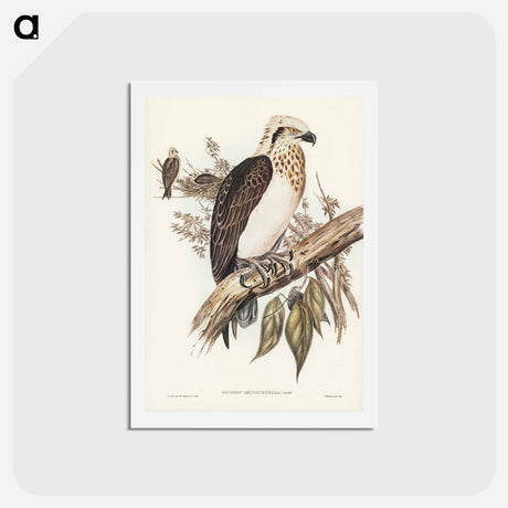 アートポストカード-White-headed Osprey
 - ジョン グールド Postcard.