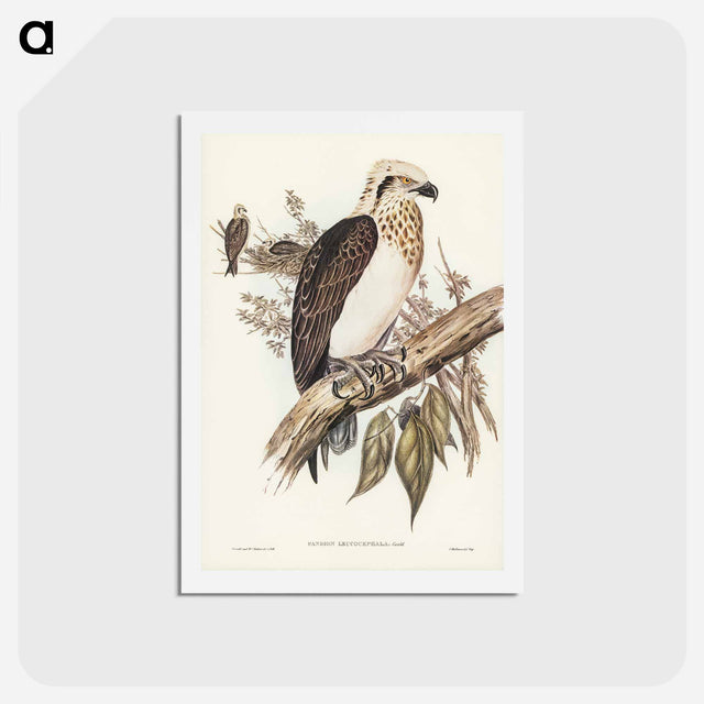 アートポストカード-White-headed Osprey
 - ジョン グールド Postcard.