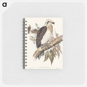 アートメモ帳-White-headed Osprey
 - ジョン グールド Memo.