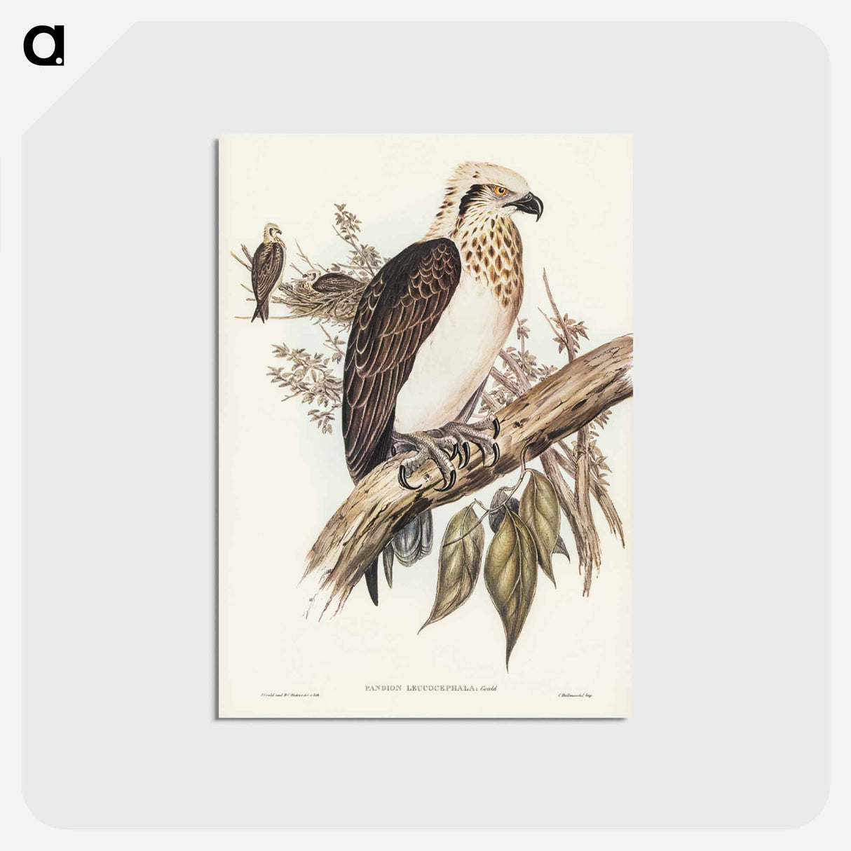 アートポストカード-White-headed Osprey
 - ジョン グールド Postcard.