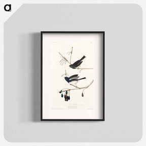 アートポスター-Snow Bird
 - ジョン ジェームス オーデュボン Poster.
