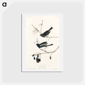 アートポストカード-Snow Bird
 - ジョン ジェームス オーデュボン Postcard.