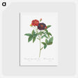 アートポストカード-Rose of Van Eeden - ピエール ジョゼフ ルドゥーテ Postcard.