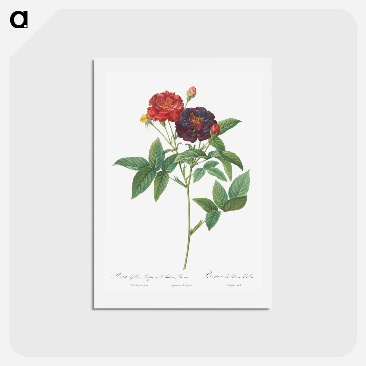 アートポストカード-Rose of Van Eeden - ピエール ジョゼフ ルドゥーテ Postcard.