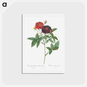 アートポストカード-Rose of Van Eeden - ピエール ジョゼフ ルドゥーテ Postcard.