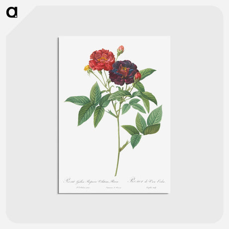 アートポストカード-Rose of Van Eeden - ピエール ジョゼフ ルドゥーテ Postcard.