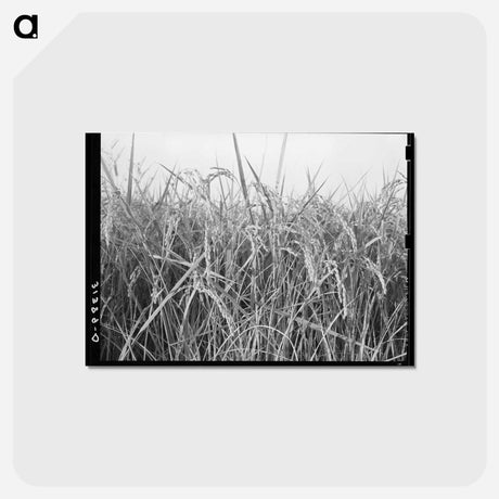 アートポストカード-Rice. Crowley, Louisiana
 - ラッセル リー Postcard.