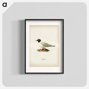 アートポスター-Little Gull
 - スヴェンスカ フォグラル Poster.