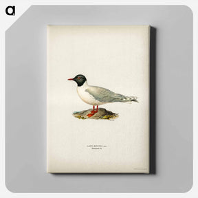 アートパネル-Little Gull
 - スヴェンスカ フォグラル Canvas.