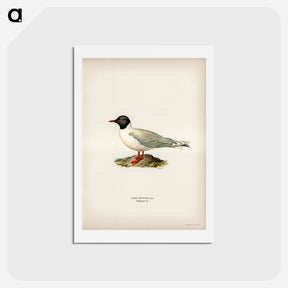 アートポストカード-Little Gull
 - スヴェンスカ フォグラル Postcard.