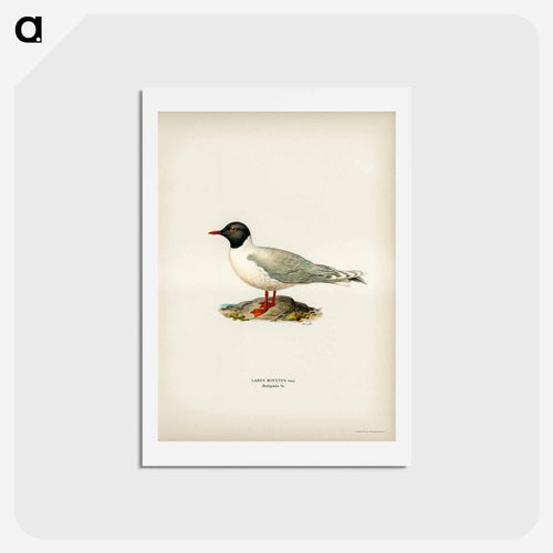 Little Gull
 - スヴェンスカ フォグラル Postcard.