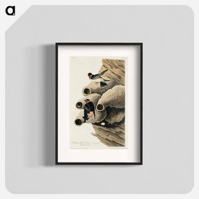 アートポスター-Republican, or Cliff Swallow from Birds of America
 - アメリカの鳥たち Poster.