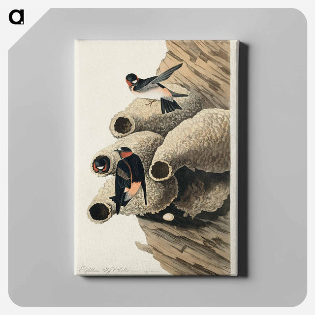 アートパネル-Republican, or Cliff Swallow from Birds of America
 - アメリカの鳥たち Canvas.