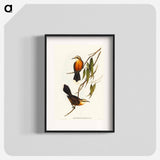 アートポスター-Red-breasted Pomatorhinus
 - オーストラリアの鳥 Poster.