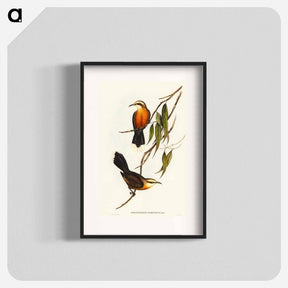 アートポスター-Red-breasted Pomatorhinus
 - オーストラリアの鳥 Poster.