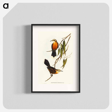 アートポスター-Red-breasted Pomatorhinus
 - オーストラリアの鳥 Poster.