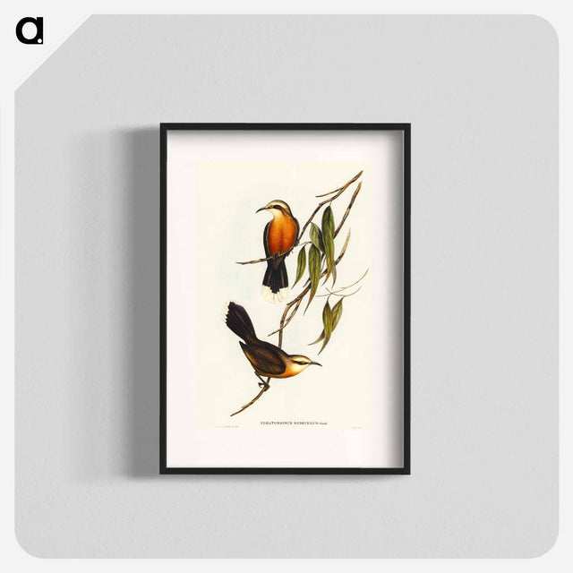 アートポスター-Red-breasted Pomatorhinus
 - オーストラリアの鳥 Poster.