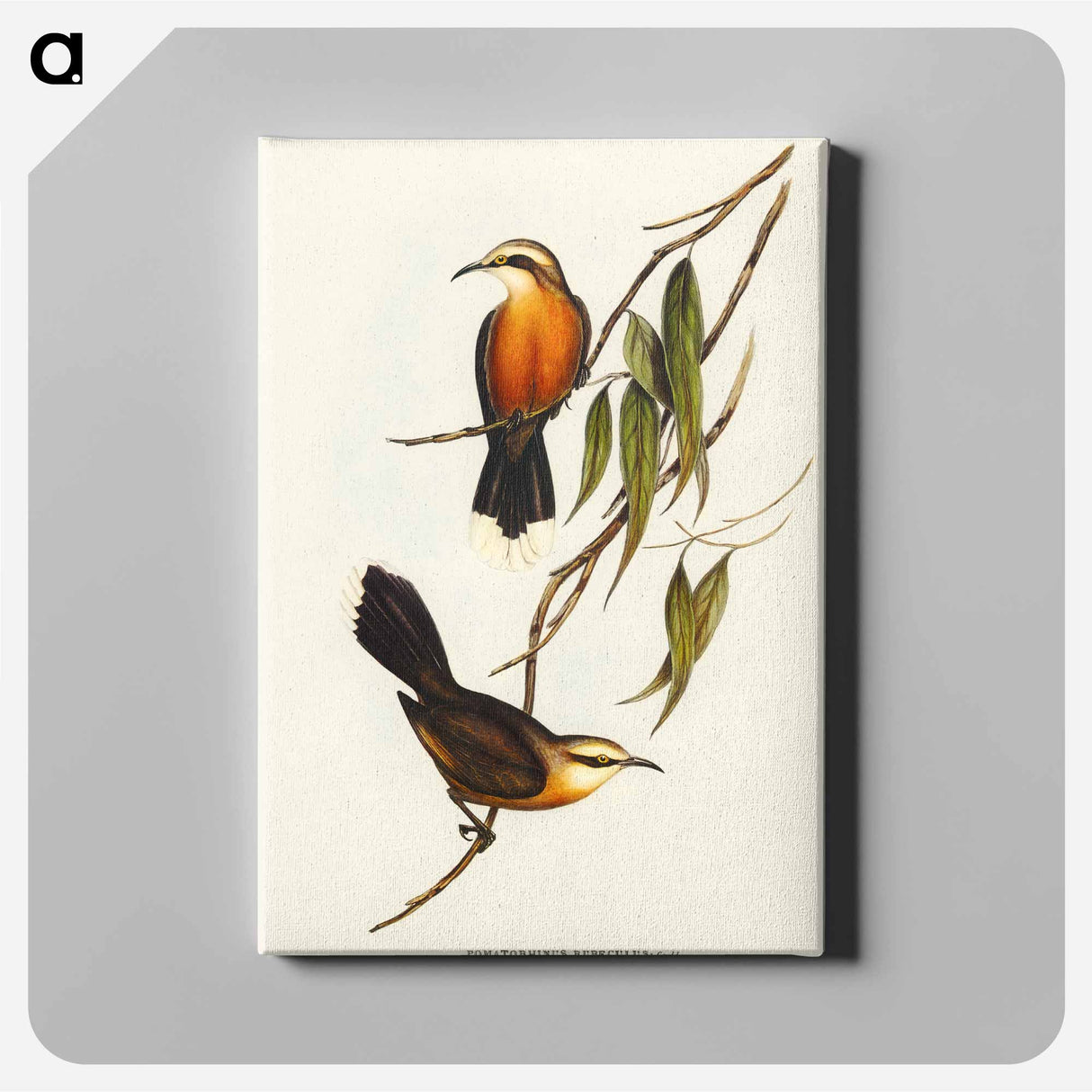 Red-breasted Pomatorhinus
 - オーストラリアの鳥 Canvas.