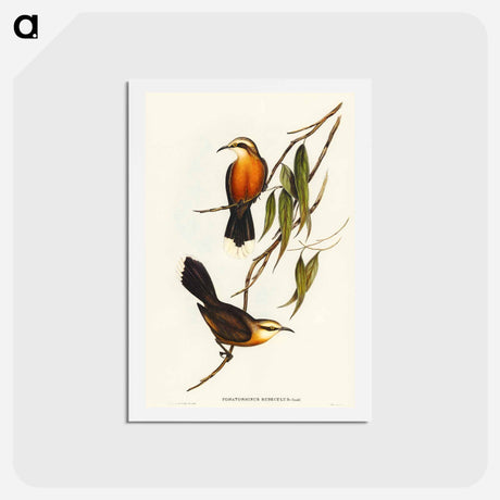 アートポストカード-Red-breasted Pomatorhinus
 - オーストラリアの鳥 Postcard.