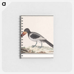 アートメモ帳-Unknown bird - アンセルムス ボエティウス デ ブート Memo.