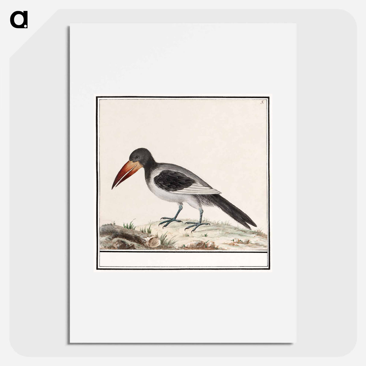 Unknown bird - アンセルムス ボエティウス デ ブート Poster.