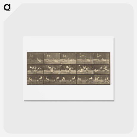アートポストカード-Animal Locomotion
 - エドワード マイブリッジ Postcard.