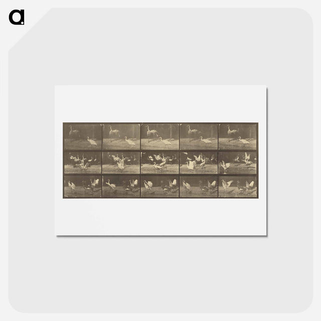 アートポストカード-Animal Locomotion
 - エドワード マイブリッジ Postcard.