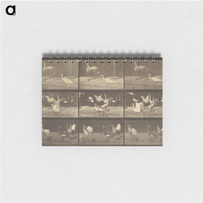 アートメモ帳-Animal Locomotion
 - エドワード マイブリッジ Memo.
