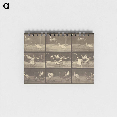 アートメモ帳-Animal Locomotion
 - エドワード マイブリッジ Memo.