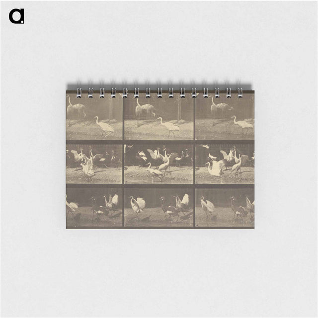 アートメモ帳-Animal Locomotion
 - エドワード マイブリッジ Memo.