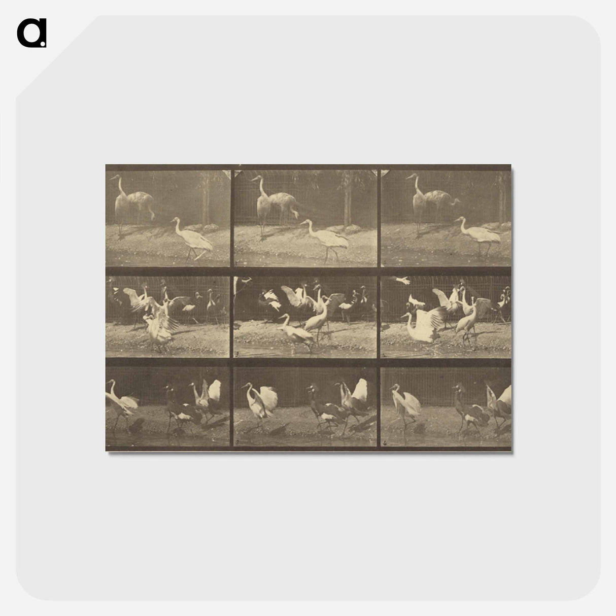 アートポストカード-Animal Locomotion
 - エドワード マイブリッジ Postcard.